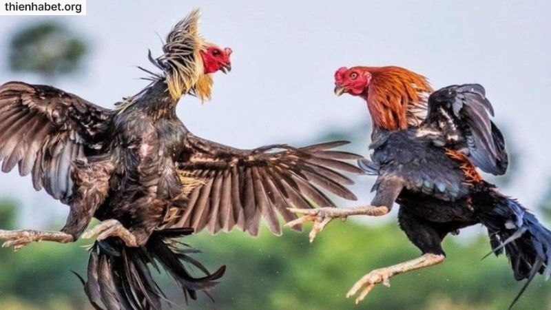 Đá gà thomo là hình thức cược đình đám, nổi tiếng tại thienhabet